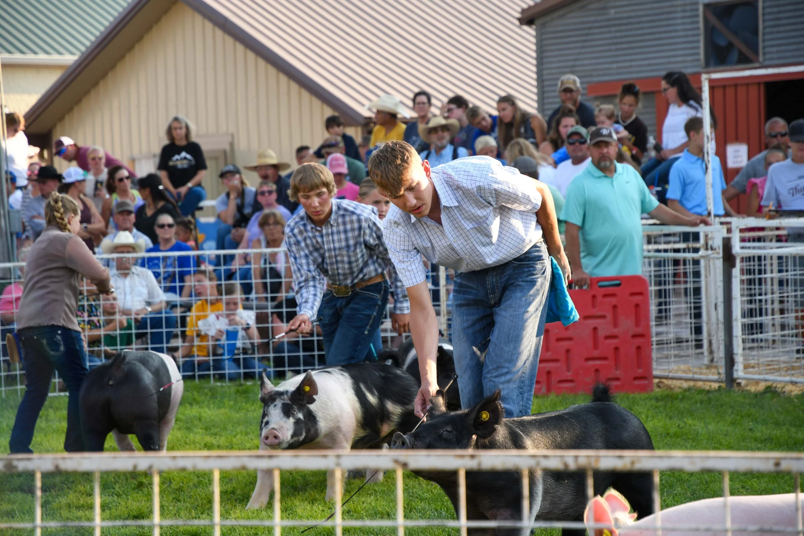 Youth exhibitors showing pigs during the Goshen County Fair livestock show in Torrington, Wyoming.