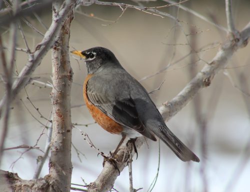 Bird Watching All Year Round in Goshen County