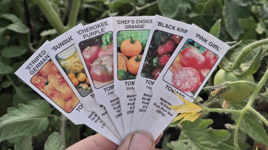 Great Gardens Father’s Day Gifts for the Gardening Dad Tomato variety tags displayed in a greenhouse at Great Gardens in Torrington, Wyoming, showcasing heirloom and specialty tomato plants.